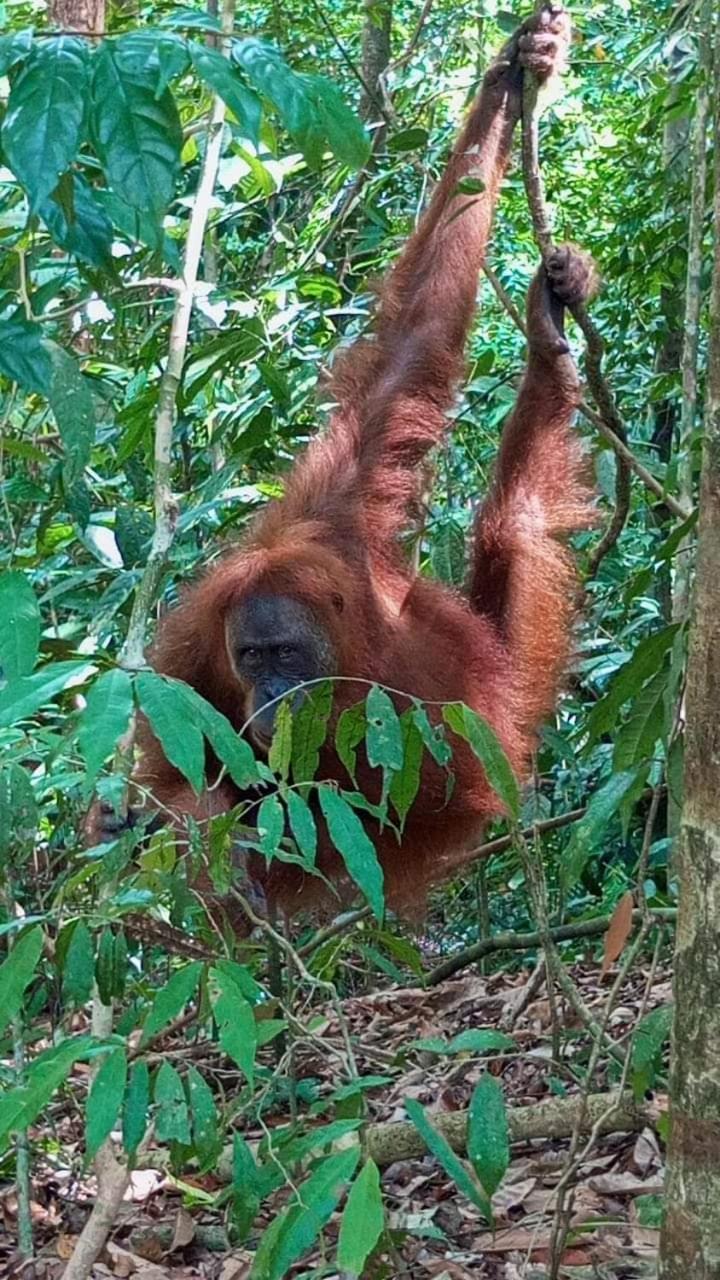 Pongo Guest House & Jungle Trekking Bukit Lawang Kültér fotó